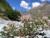 Trèfle des rochers, espèce endémique des Alpes