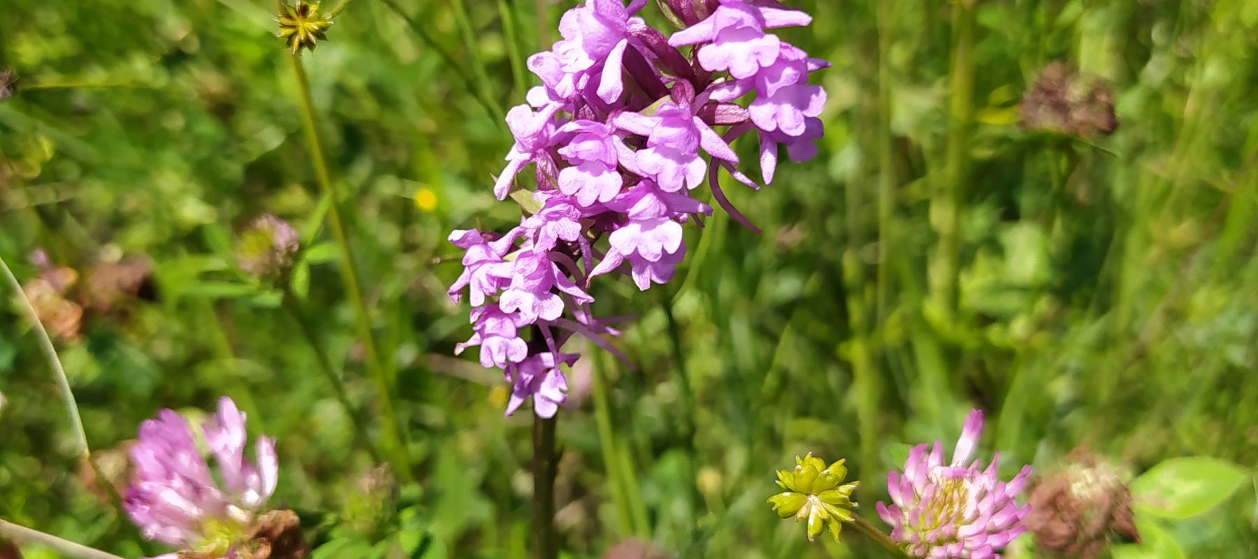 Orchis prairie humide
