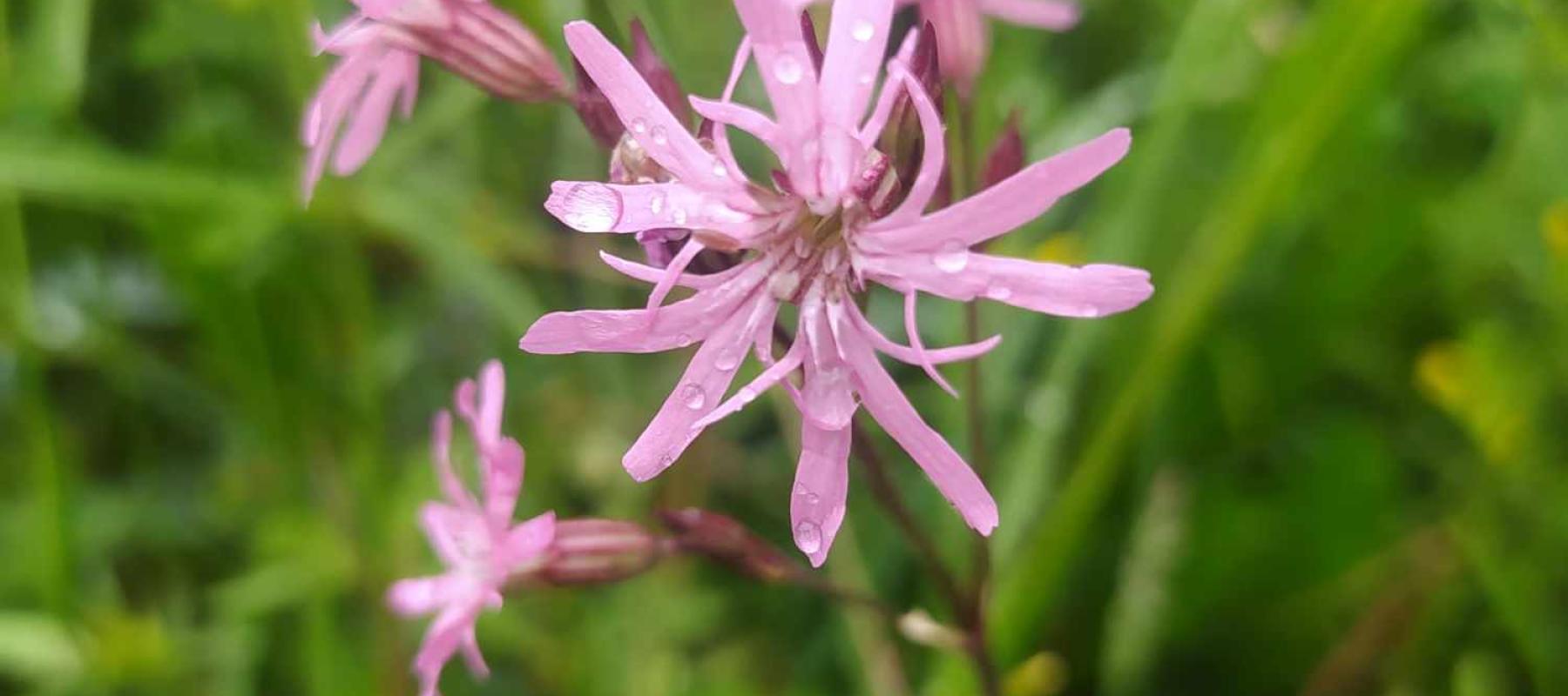 Lychnis fleur de coucou