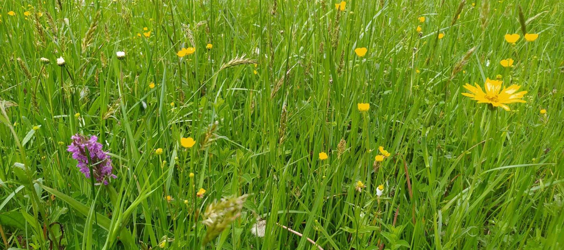 Prairie fleurie