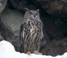 grandduc_chevalierrobert.jpg