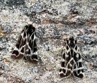 holoarctia_cervini_-_morel_daniel.jpg