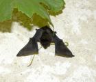 pipistrellecommune_jpn.jpg