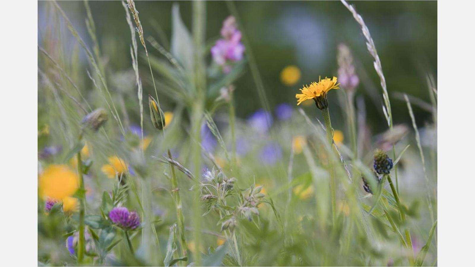 prairiefleurie_coulon.jpg