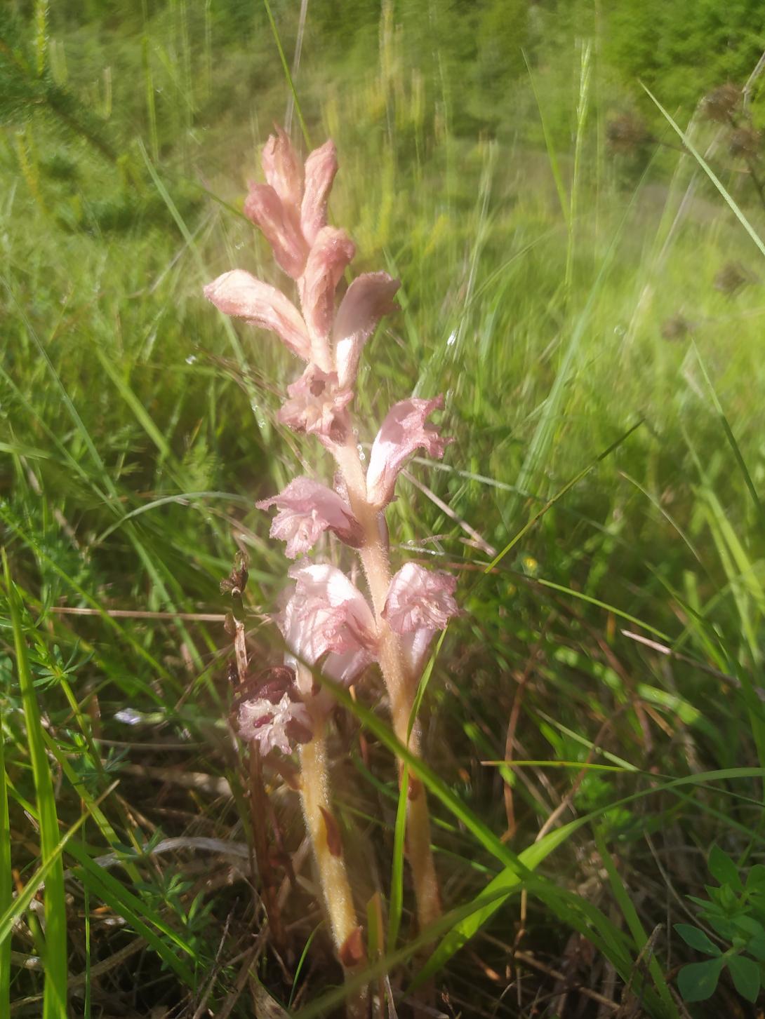 Orobanche